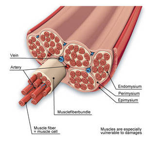 Muscles are composed of thousands of Individual muscle fibers.